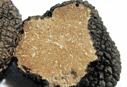 Tartufi, i prezzi salgono alle stelle