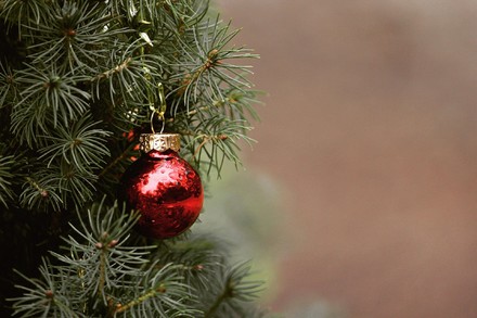 L'8 dicembre è sempre boom di alberi di Natale