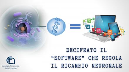 Scienza, decifrato il "software" che regola il ricambio neuronale