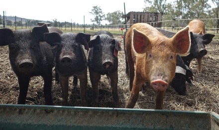 Si corre ai ripari contro la peste suina 