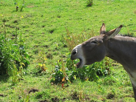 Dostoevskij, la Bicocca e quel doppio senso del ridicolo