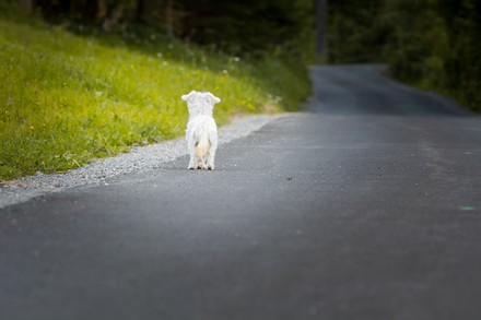 Una volta in autostrada si abbandonavano i cani. Oggi i ragazzi 
