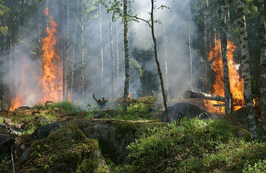 forest-fire-432870_1920.jpg