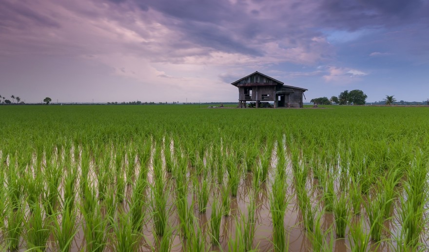 rice-field-1866498_1920.jpg