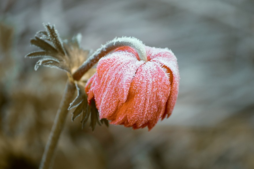 pasqueflower-3840163_1920.jpg