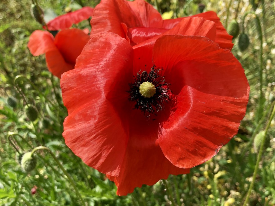 Papavero.jpg