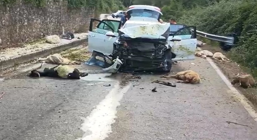 Priverno, auto falcia un gregge.jpg